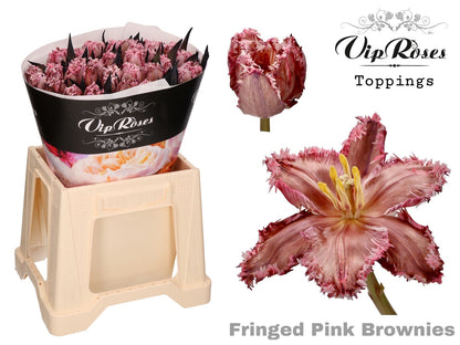Tulip Fringed Dyed Pink Brownies
