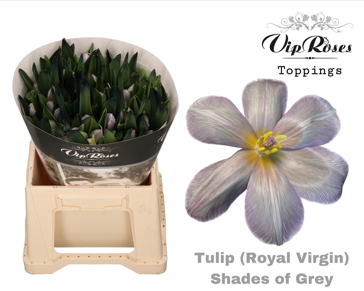 Tulip - Tulipa - Single