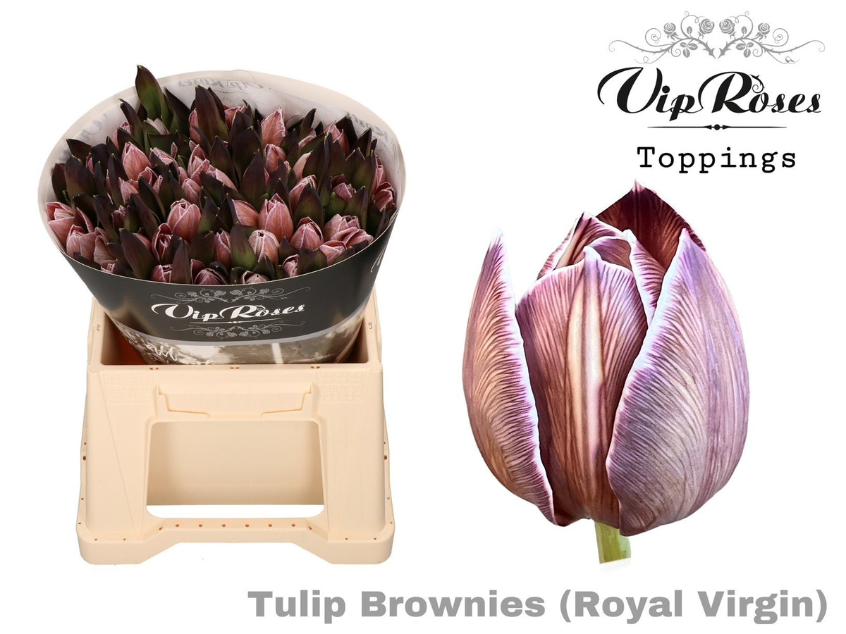 Tulip Royal Virgin Dyed Brownies