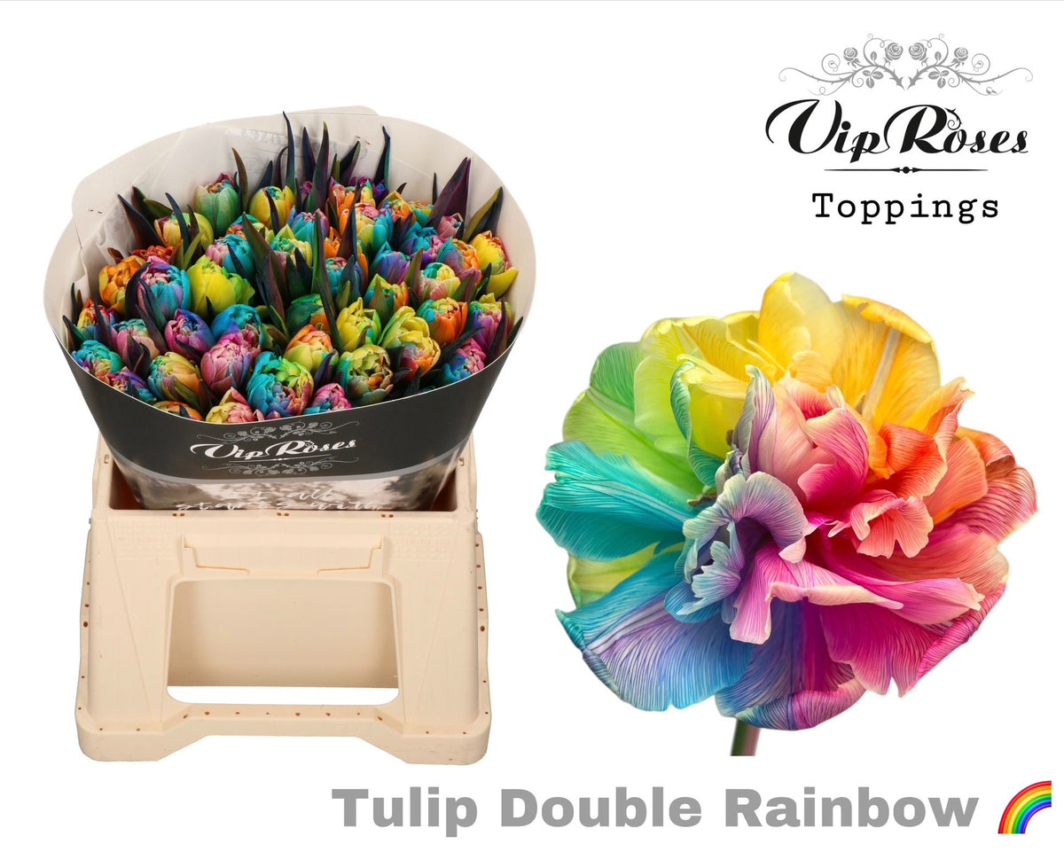 Tulip Double Dyed Rainbow