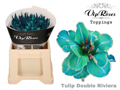 Tulip Double Dyed Riviera