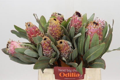 Protea - Protea - magnifica