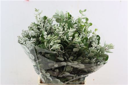 Pittosporum - Pittosporum - Ralphii Berry