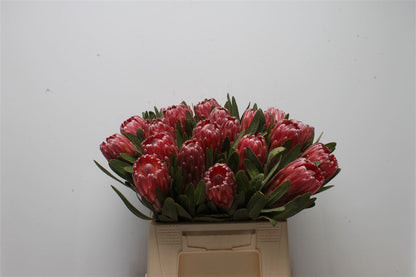 FeedSync:wholesale:6dff452a6f8d2daa7c2ed6b46fb4b62ce558d25c