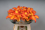 Calla Callista