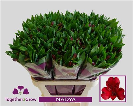 FeedSync:wholesale:fd24079a6c68edb79a445e238ce7a64308a21b4e