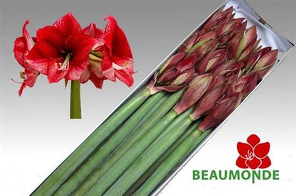 FeedSync:wholesale:e6b9e1f6d67474da69433697690b70c9de751d15