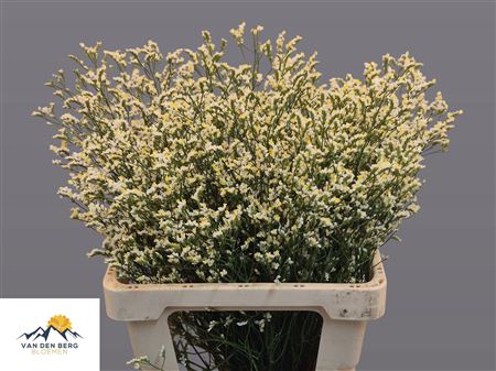 White Limonium ‘Clear Diamond’ – 80cm Stems