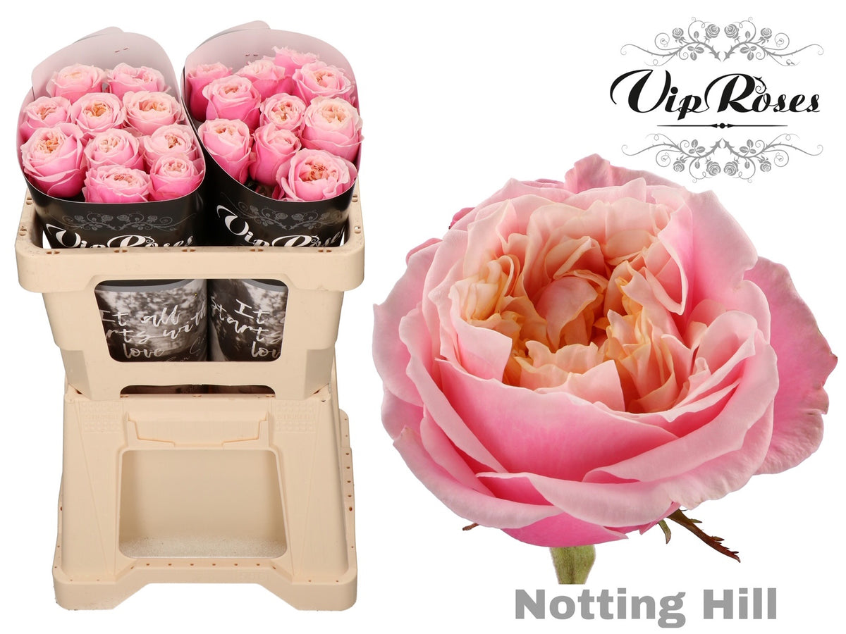 Rose Notting Hill