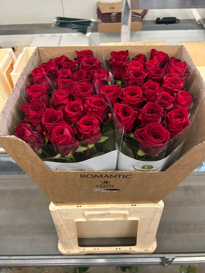 Rose Red Naomi Romantic