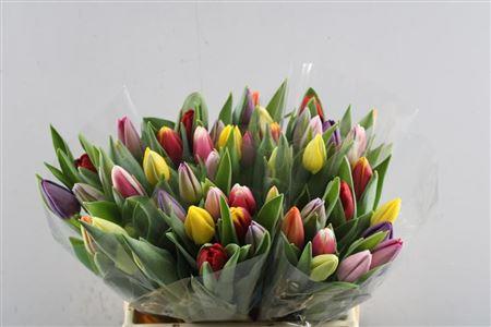 Tulip Mixed