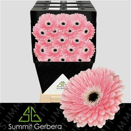 FeedSync:wholesale:2af6d25a5372c7188ecfc41a872068ebfa824772