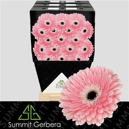 FeedSync:wholesale:2af6d25a5372c7188ecfc41a872068ebfa824772
