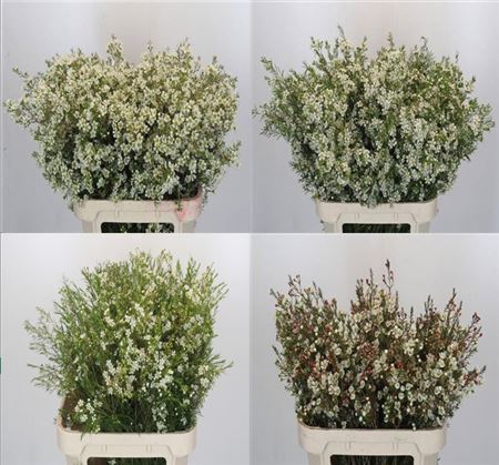 FeedSync:wholesale:51a3e14b6db984254060912255c9987880b5d920