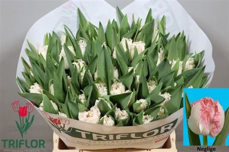 Fringed Tulip - Tulipa - Neglige