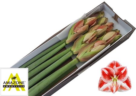 FeedSync:wholesale:316f511a67994dea846816492b415a474822fe08
