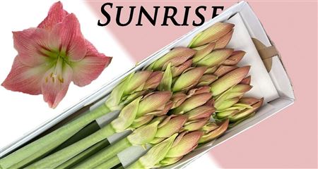 Amaryllis ‘Galaxy Sunrise’ – Pink Cut Stem