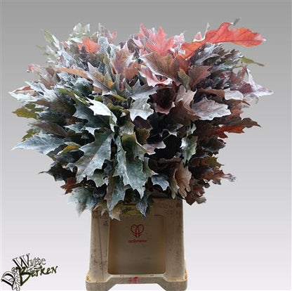 Quercus Foliage - Quercus - Quercus