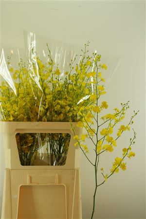 FeedSync:wholesale:2478c152536ead4e30fecff014d96c6a2706ca6d