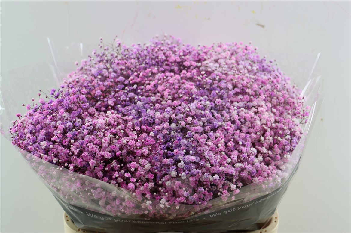 FeedSync:wholesale:df4d07f31a5f70feaf2e651d8130fd58ca62a383