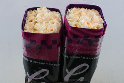 FeedSync:wholesale:95c6355d29ba6ee193dcff0f25bd12888e132915