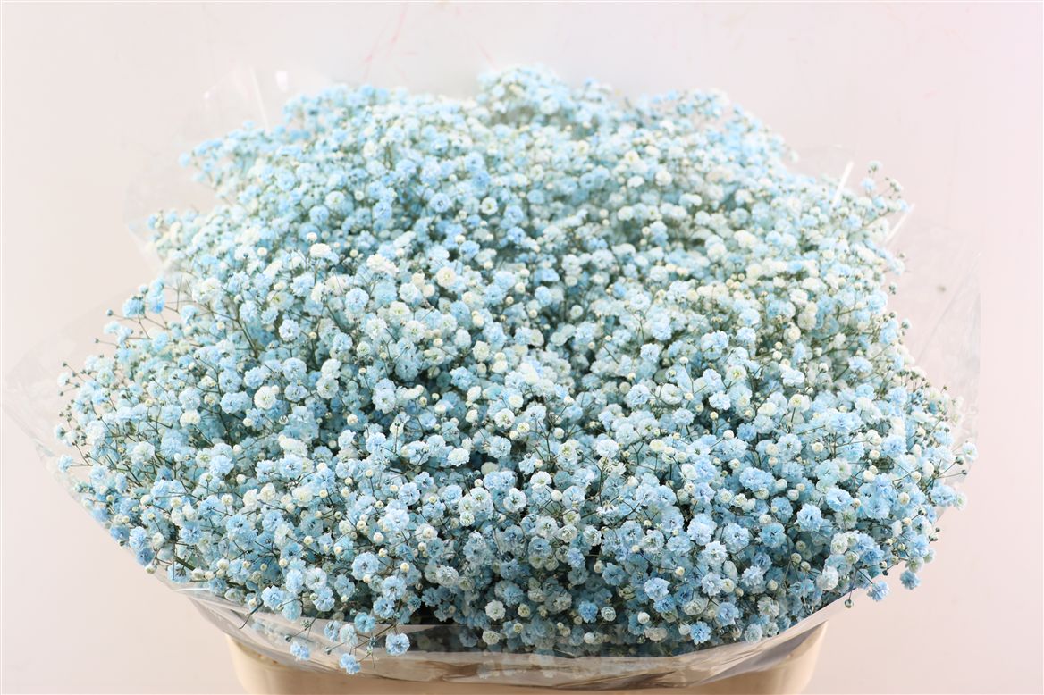 FeedSync:wholesale:2fe63fdefefd398bb3af4e5e15a7e44f0809235e