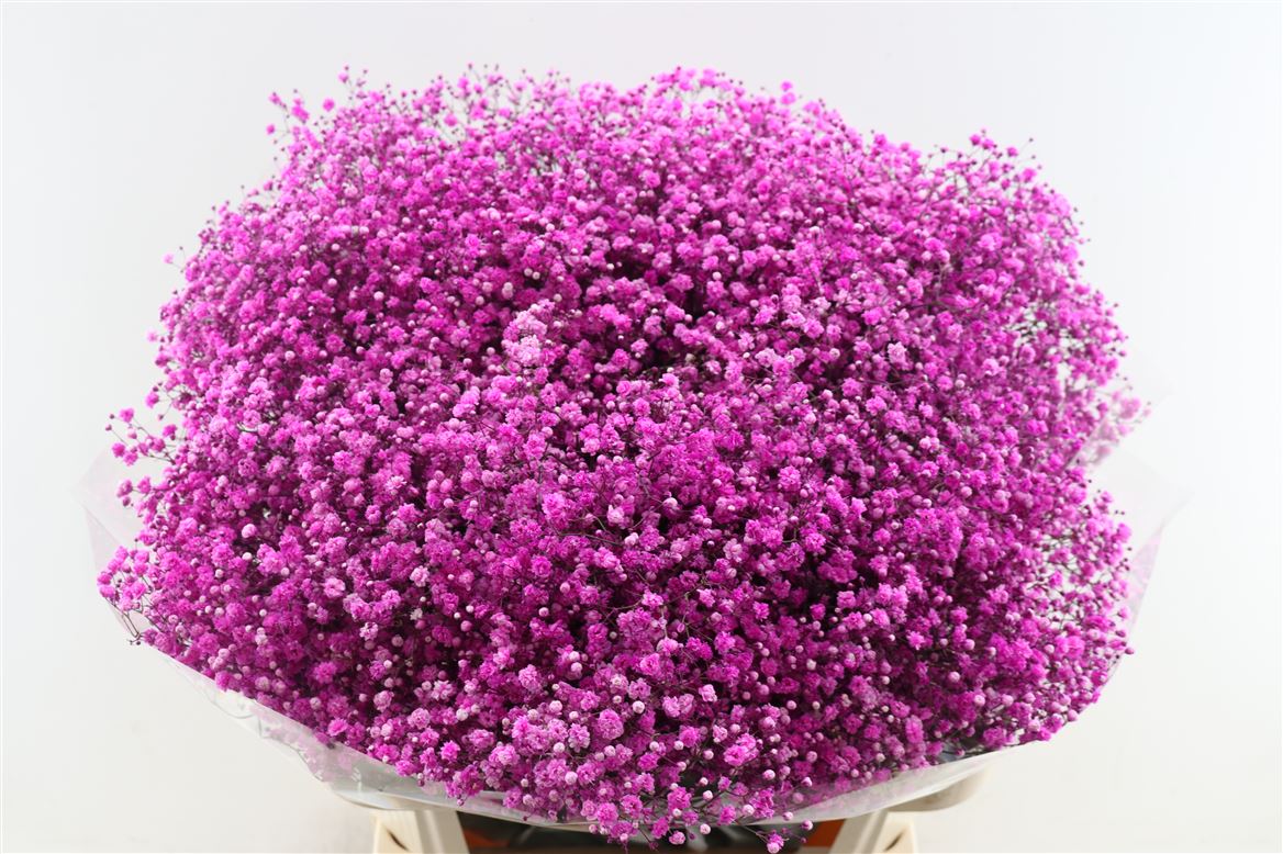 FeedSync:wholesale:088ac68b00f5ca8562352e82b491065cadb16068