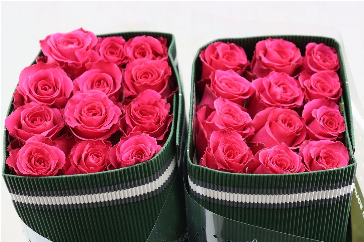 FeedSync:wholesale:9c1d63bd84c78f3f2461cb3fe8b7e04e5d70f8d1