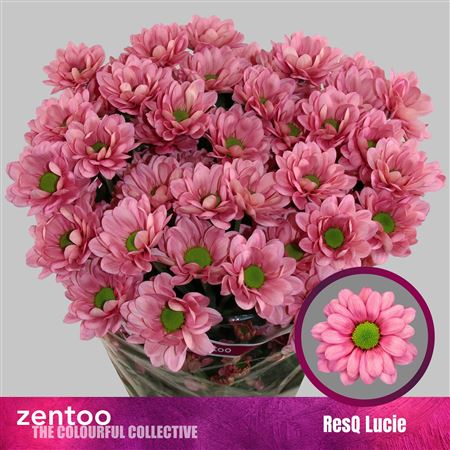 Spray Chrysanthemum - Chrysanthemum - Resq Lucie