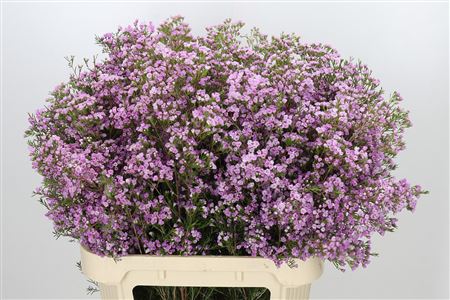FeedSync:wholesale:722aae53a50bea0a7e71f25432652aaec93f1225