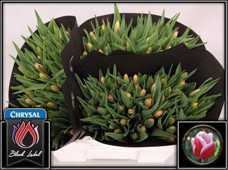 Single Tulip - Tulipa - Leen van der Mark