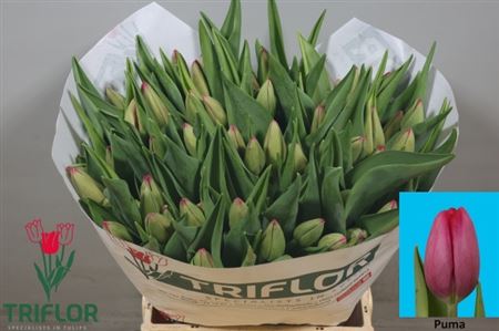 FeedSync:wholesale:f6b17761964663affb92b0334168c16543d4b25e