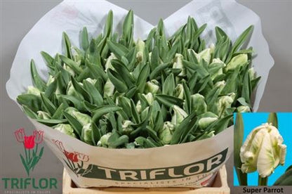 FeedSync:wholesale:307494e1d698873e8082a185efb5c7bb45456d0f