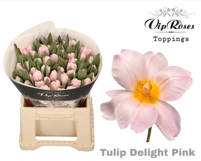 Tulip Dyed Pink Delight