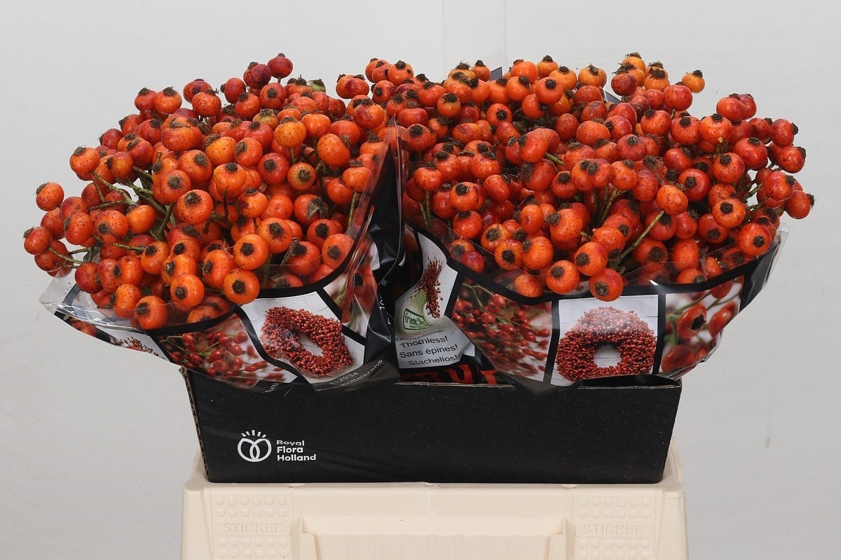 FeedSync:wholesale:c2d2169626089f3fdb195c8f24ab001594408be9