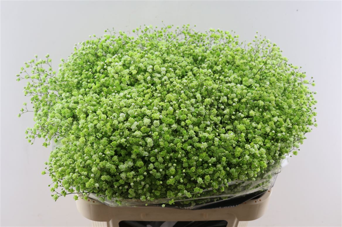 FeedSync:wholesale:461a6a11c78e2bdd74ef25797e80c3615d100d09