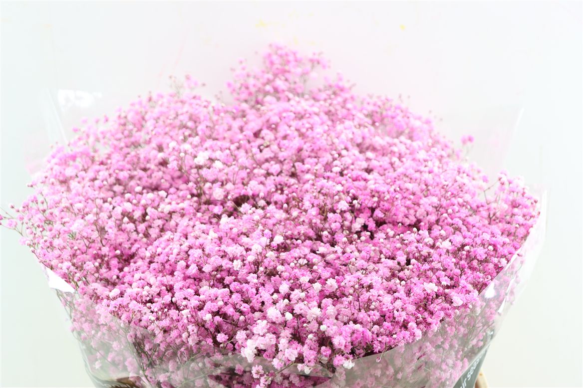 FeedSync:wholesale:12d5301e06286004ec48a30bd35887982945cff4