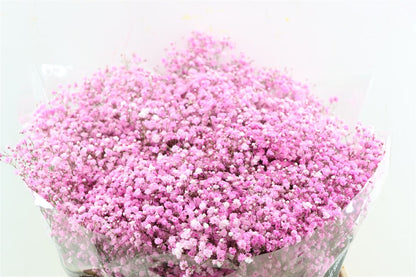 FeedSync:wholesale:12d5301e06286004ec48a30bd35887982945cff4