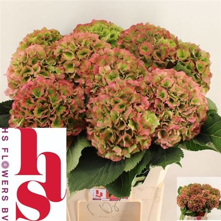 FeedSync:wholesale:e5df510b2c49fb2ea7843f77f49c04b583f08e6c