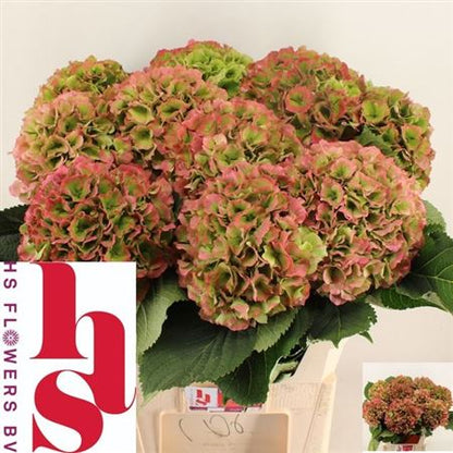 FeedSync:wholesale:e5df510b2c49fb2ea7843f77f49c04b583f08e6c