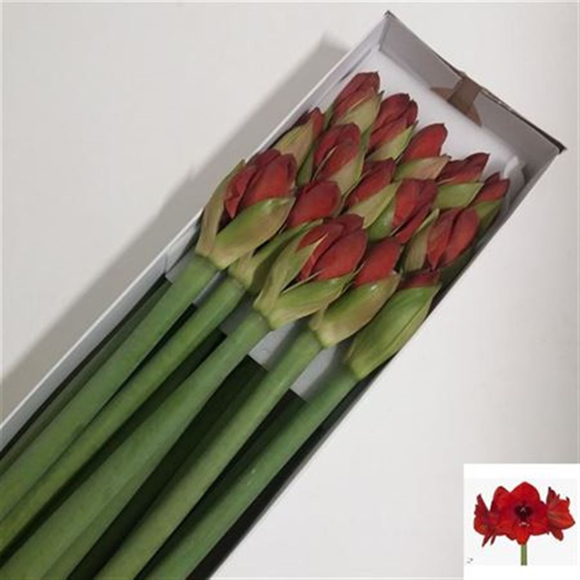 FeedSync:wholesale:c31716b6bb46b167e7f043d945b57cce0e35eeea
