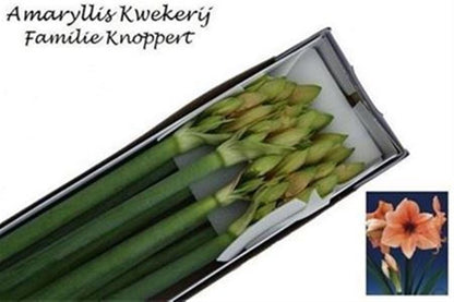 FeedSync:wholesale:e85c76bbf8b65de2785db3f514bdf343ad535360