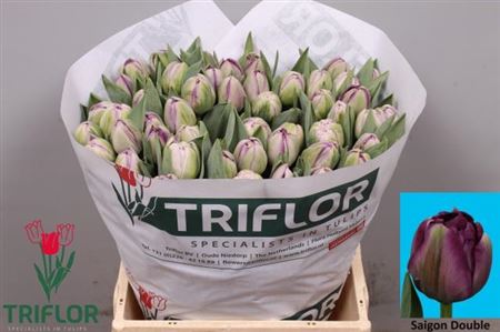 Tulip Double Saigon