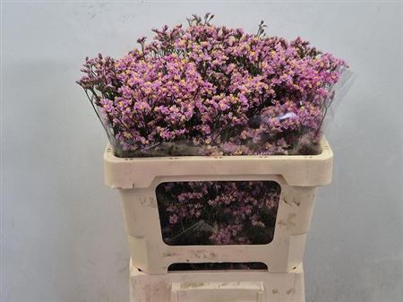 FeedSync:wholesale:021c8f9b208b25a272602481f6d7a95d46f8c81e