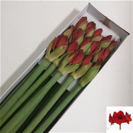 FeedSync:wholesale:73d245e708878e338c192ba5a172a9e6e0fa757f