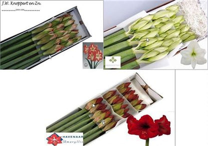 FeedSync:wholesale:eb9a16fdbe998ce414ba841a2ae7b1b56d725cc9