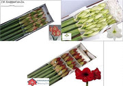 Amaryllis Mixed