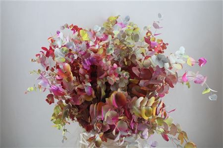 Eucalyptus - Eucalyptus - Cinerea Kleurbehandeld