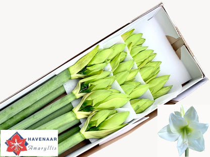 Amaryllis Albarino White