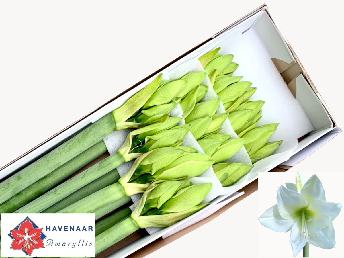 FeedSync:wholesale:cd735acaba1cd4490a51ca544a65ea755066b2cb